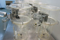 Mysz w klatce metabolicznej