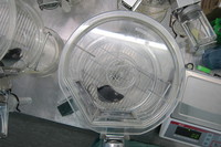 Mysi model mukopolisacharydozy typu I