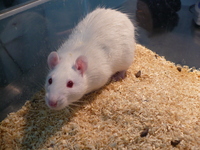 Wistar Han Wistar Han